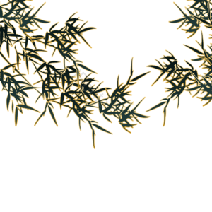 竹叶 竹叶元素 竹叶素材 竹叶装饰 叶子 叶子元素 叶子素材 叶子装饰