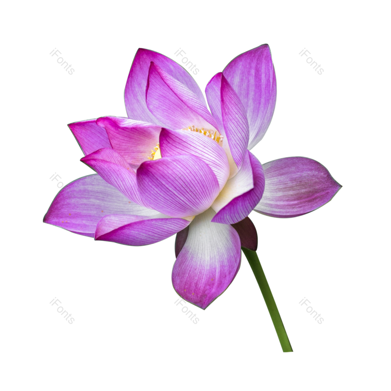 荷花图片,花朵元素,PNG,免抠素材