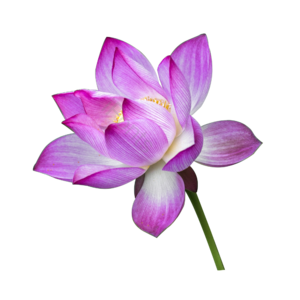 荷塘 荷花 花朵 花蕊 一朵花