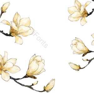 花 传统 水彩 玉兰花 png