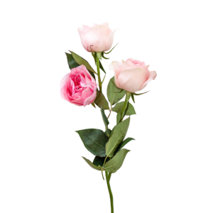 粉色玫瑰 玫瑰 圣诞礼物 情人节礼物 送花 春天 花