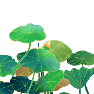 荷叶 荷叶元素 荷叶素材 荷叶手绘 手绘元素 手绘素材 手绘装饰 卡通手绘