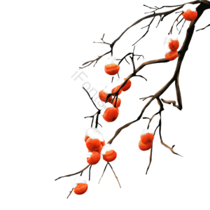 柿子 雪 png 秋天 霜降 大寒 水墨 工笔画