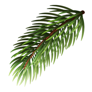 圣诞 松针 绿色