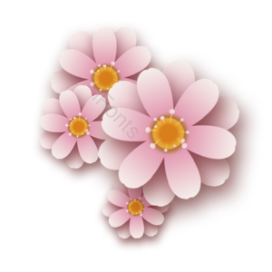 新年 花 粉色 花团 喜庆