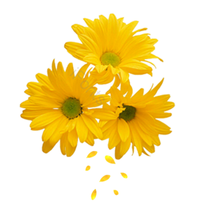 过年 插画 大气 传统 png 菊花 花朵 春天