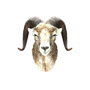 动物 鹿头 装饰 摆件 元素