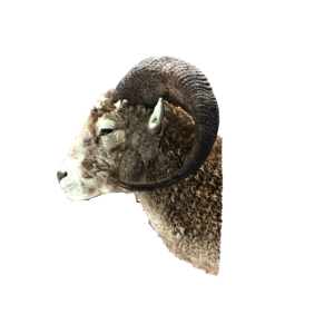 鹿头 装饰 摆件 节日 元素